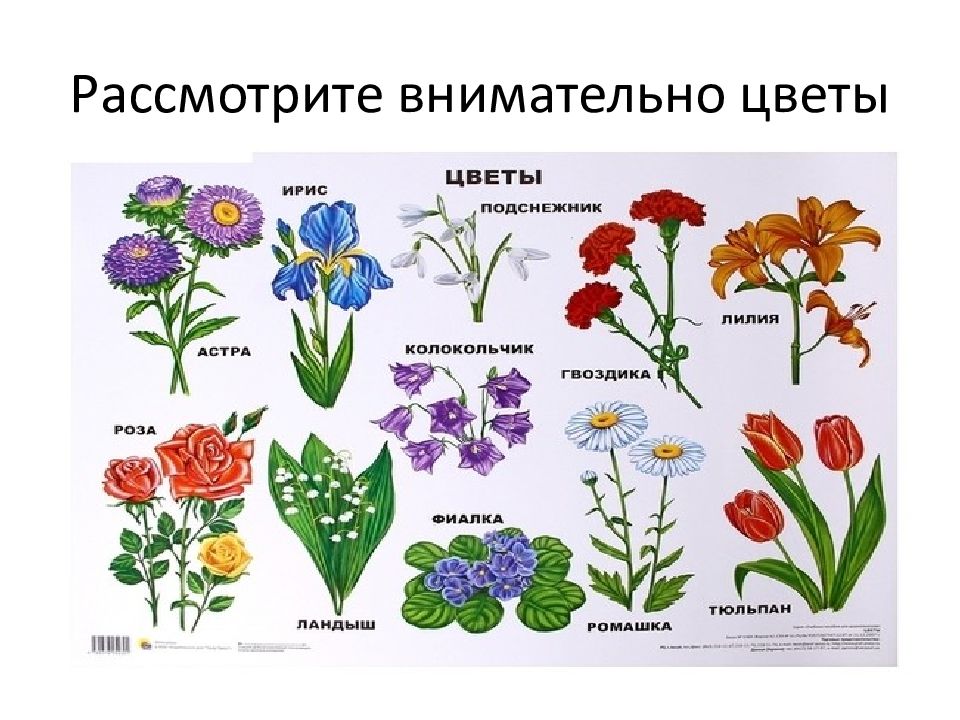 Полевые цветы картинки с названиями и описанием для детей