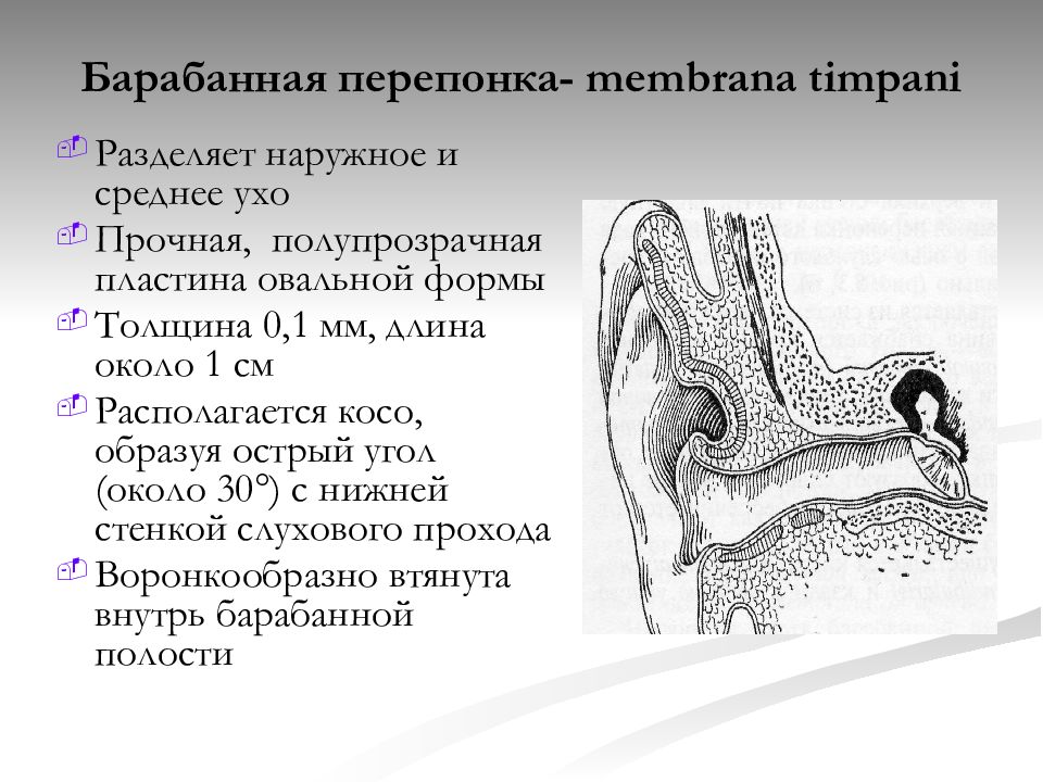 Барабанной перепонкой образована стенка барабанной полости
