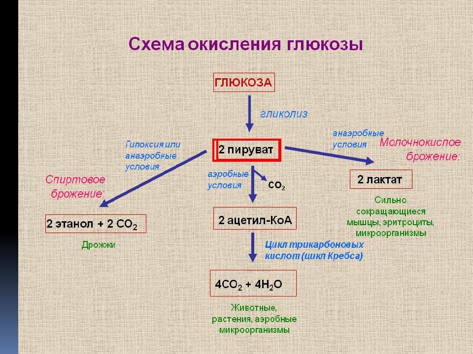 Как называется процесс расщепления сложных органических веществ. Схема анаэробного гликолиза биохимия. Схема анаэробного превращения Глюкозы. Конечный продукт анаэробного гликолиза. Этапы анаэробного окисления Глюкозы.