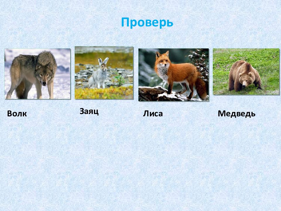 Собака лиса медведь. Медведь лиса заяц. Лиса, волк и медведь. Белочка, заяц,лиса,волк,медведь. Дикие животные лиса волк медведь заяц.