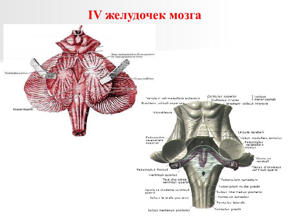 4 желудочек рисунок. 4 Желудочек головного мозга ромбовидная ямка. Четвёртый желудочек головного мозга строение. Анатомия дна 4 желудочка головного мозга. Латеральный карман (IV желудочка).