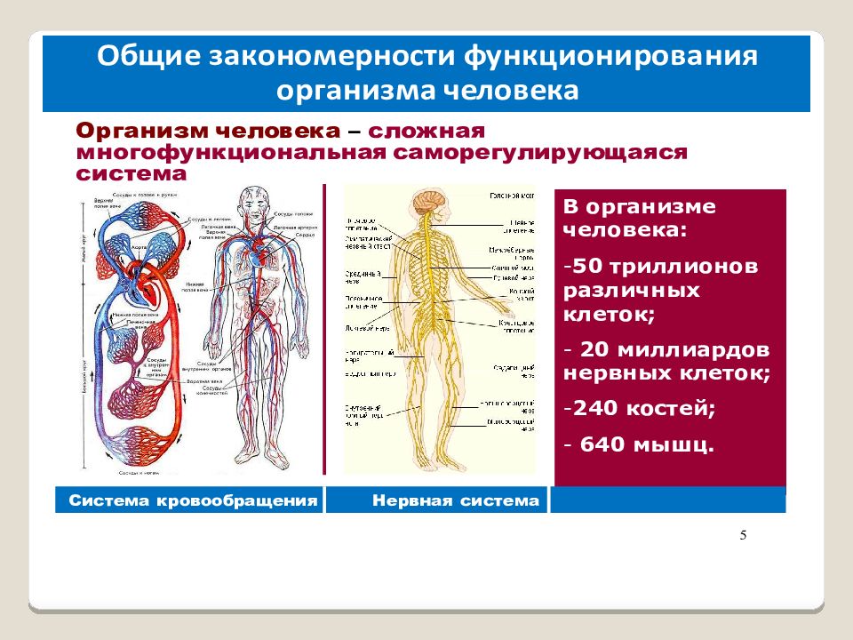 Организм существующий. Системы организма. Функционирование организма человека. Основные системы человека. Системы органов в организме.