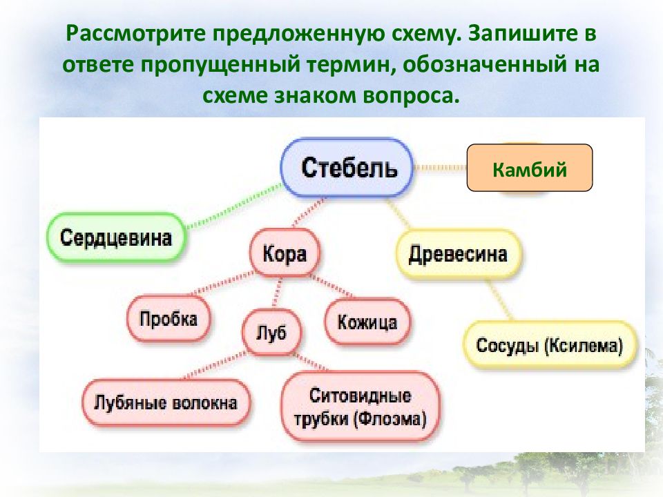 Рассмотрите предложенную схему запишите в ответе пропущенный термин обозначенный знаком