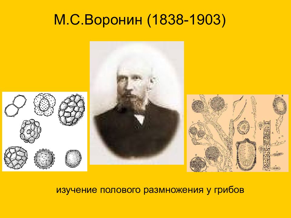 Изучение полового. М С Воронин. М. С. Воронин (1869 год). М.С. Воронин фото. Гельригель.