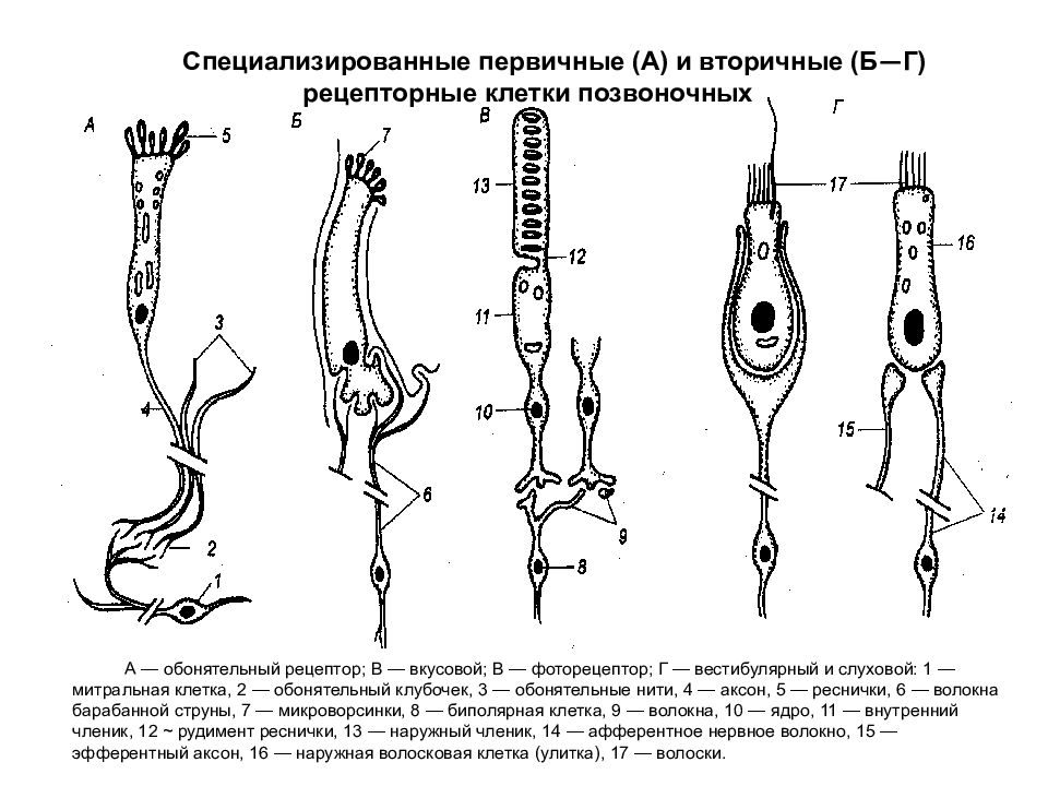 Клетка позвоночных. Первично и вторично чувствующие рецепторов схема. Механизм возбуждения обонятельных клеток. Первично и вторично чувствительные рецепторы. Первично чувствующий Рецептор пример.