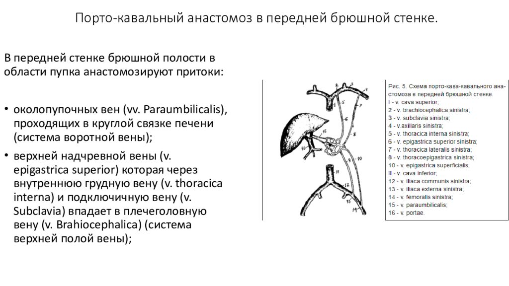 Порто кава. Кава кавальные и портокавальные анастомозы таблица. Портокавальные и кавакавальные анастомозы анатомия. Портокавальный анастомоз пищевода. Портокавальные анастомозы анатомия схема.