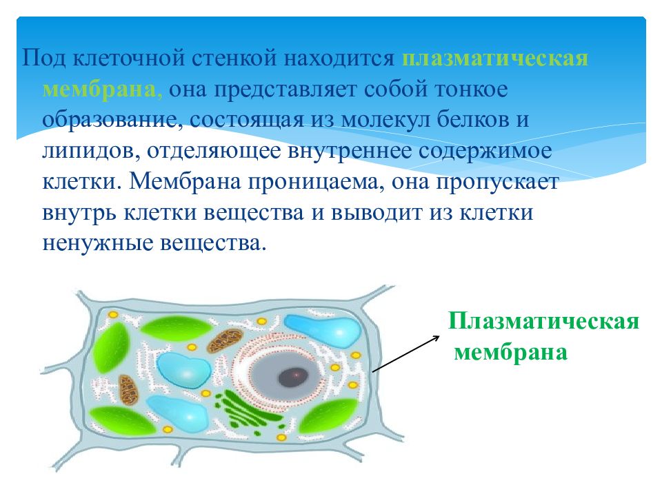 Клеточная стенка растений презентация