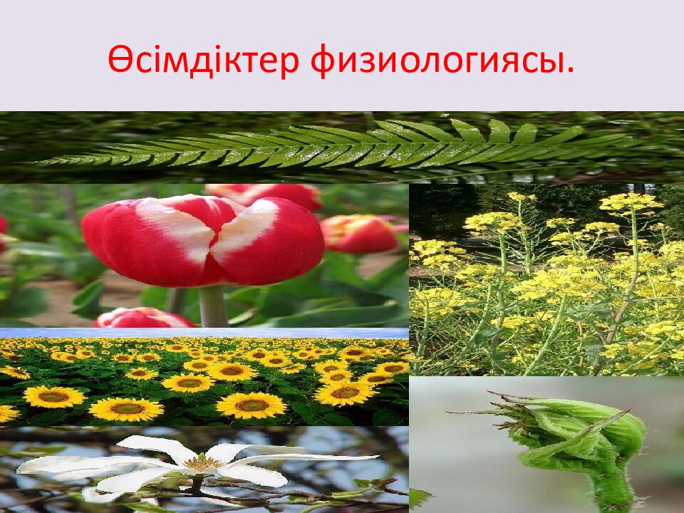 Өсімдіктер физиологиясы.