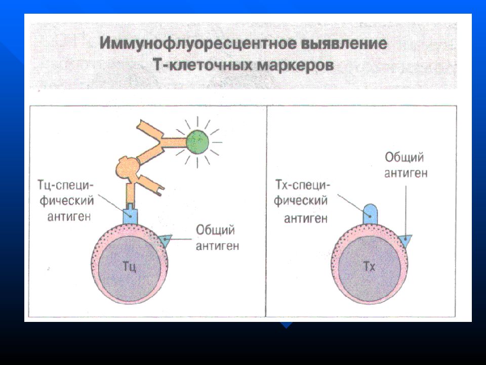 Реакция системы. Мальт система. АГ И АТ В иммунологии. Мальт система иммунитета. Малт из чего состоит иммунология.