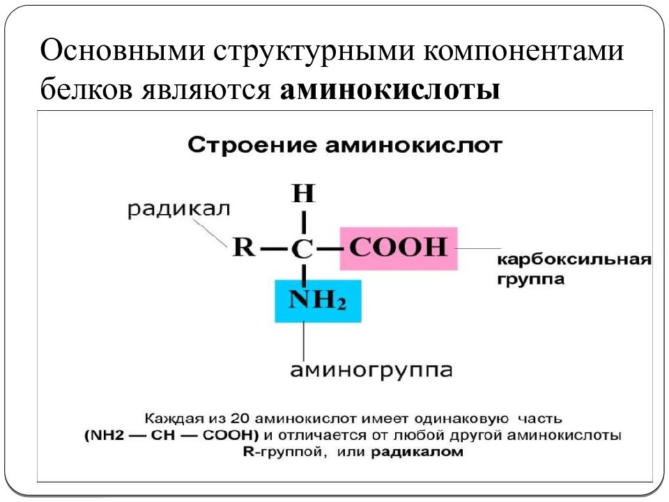 Элемент белков. Структурные элементы белка. Структурные компоненты белков. Структурный компонент белка. Аминокислоты являются структурными элементами.