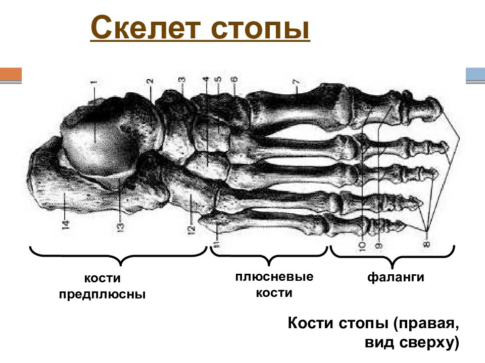 Название костей стопы человека с рисунком