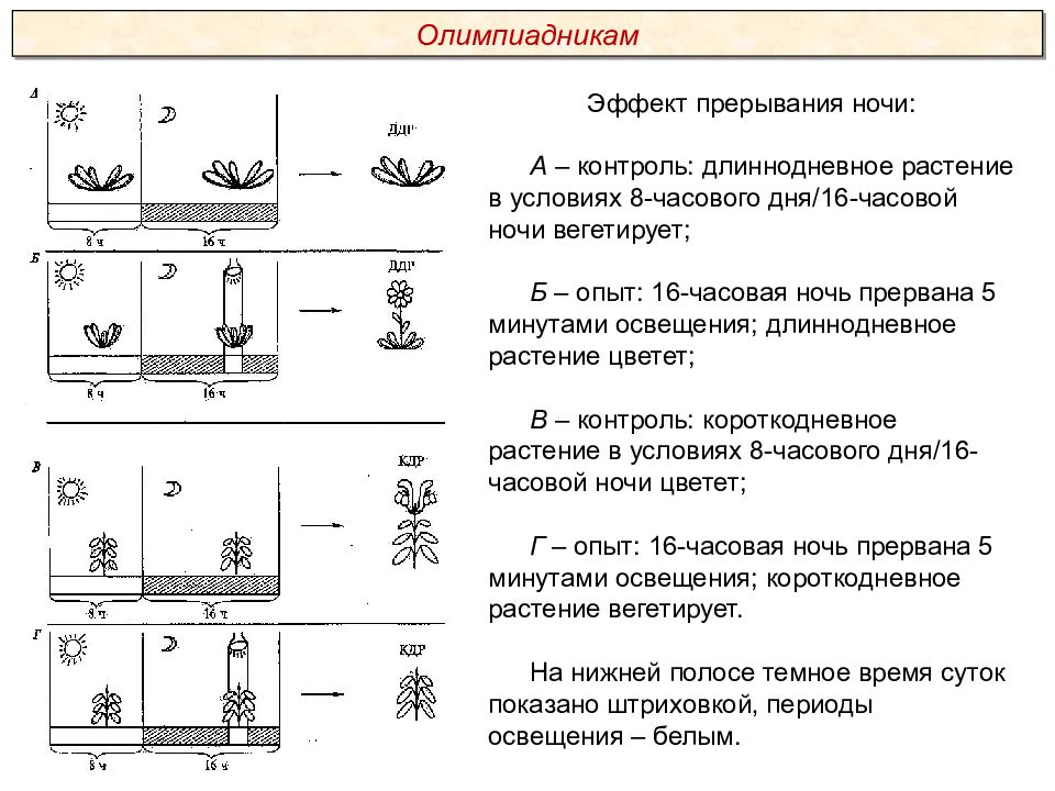 Опыт б. Эффект прерывания видео.