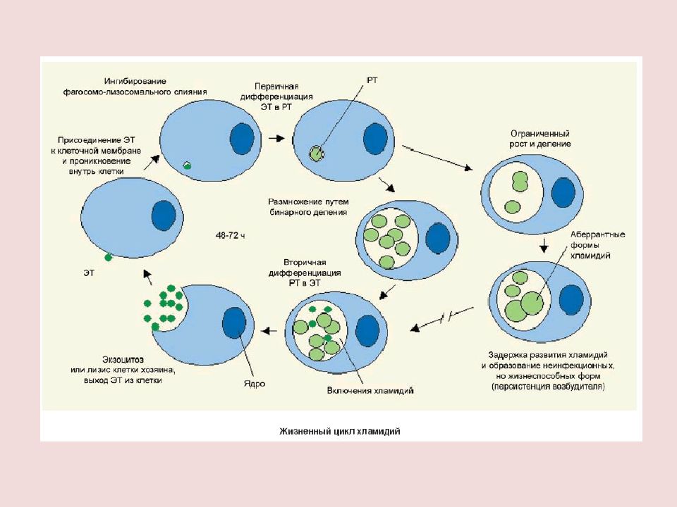 Жизненный цикл хламидий схема