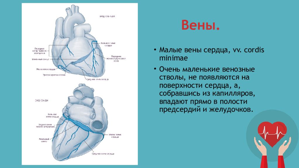 Cordis латынь. Система вен сердца анатомия. Венечный синус сердца анатомия. Передние вены сердца впадают в.