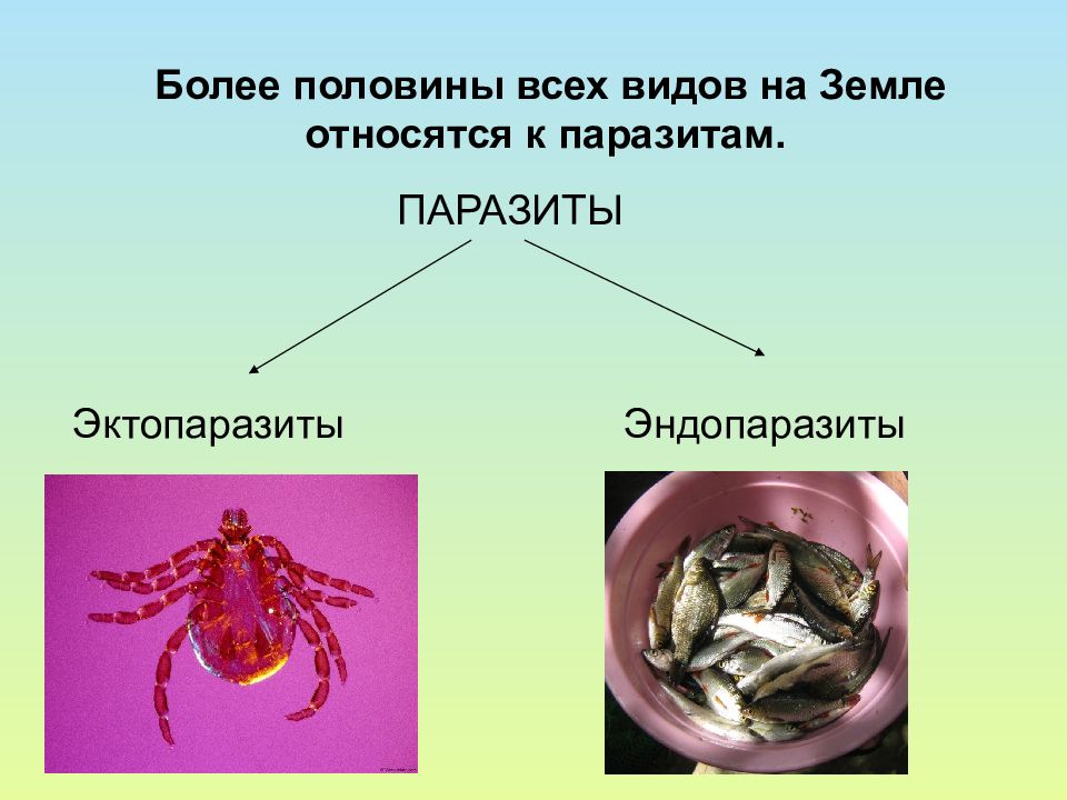 Эктопаразиты это кто. Эндопаразиты и эктопаразиты. Эктопаразиты эндопаразируемы. Виды паразитов эктопаразиты.