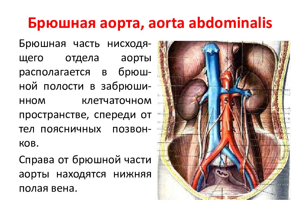 Пристеночные ветви брюшной аорты. Брюшная аорта анатомия. Аорта брюшной полости операция