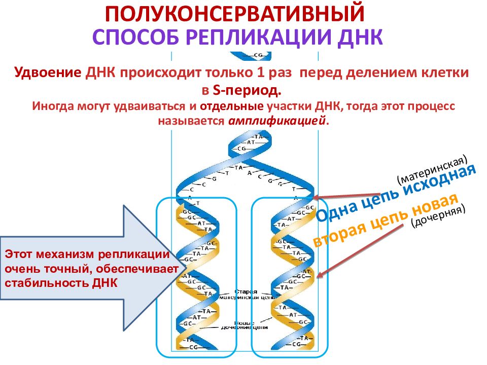 Удвоение днк происходит. Полуконсервативный способ репликации ДНК. Название процесса удвоения ДНК. Удвоение ДНК перед делением клетки называется. Удвоение ДНК перед делением клетки.