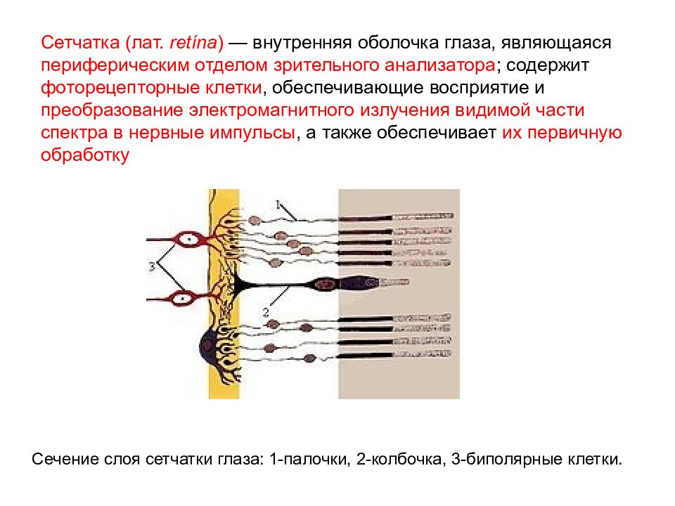 Название оболочки которая отвечает за восприятие изображения и преобразует свет в импульсы