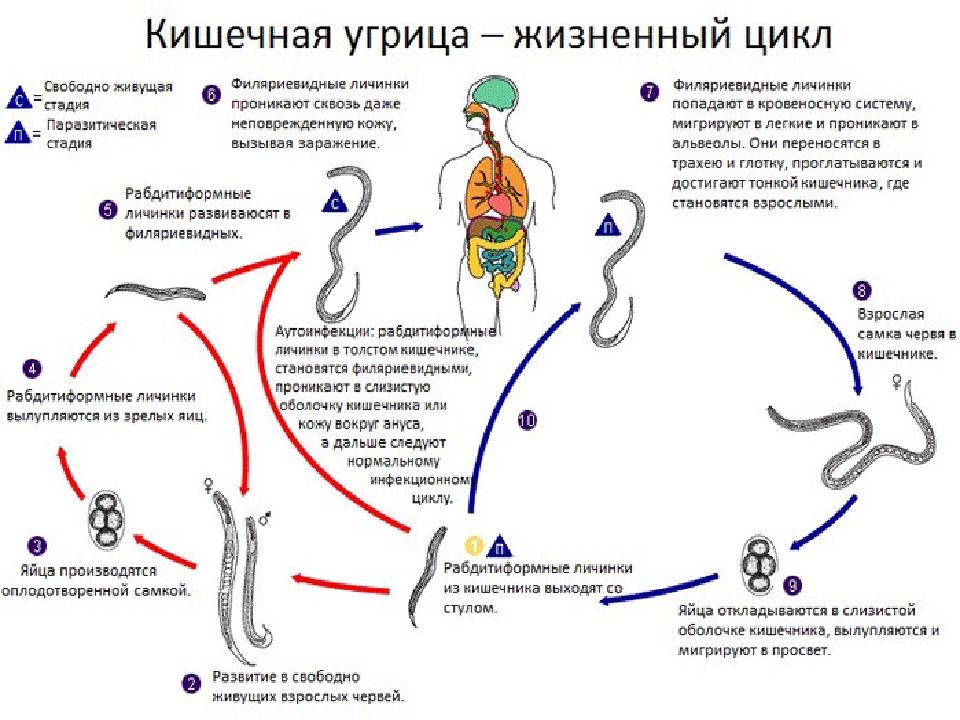 Кишечный цикл. Жизненный цикл угрицы кишечной. Угрица кишечная жизненный цикл. Угрица кишечная цикл развития. Цикл развития угрицы кишечной схема.