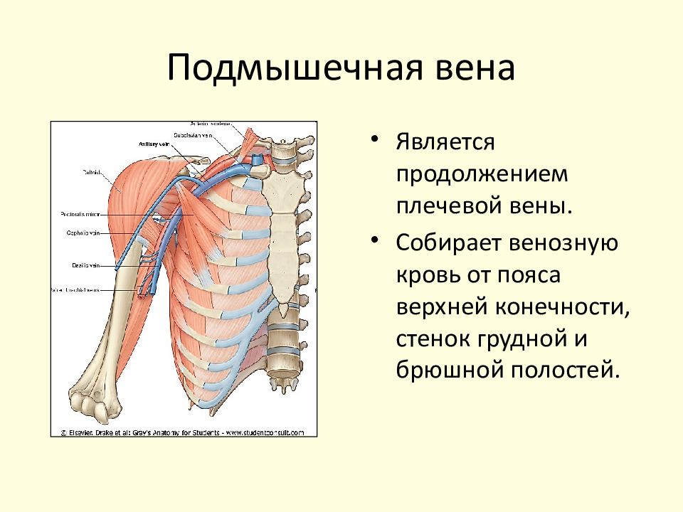 В состав стенки плечевой вены входит