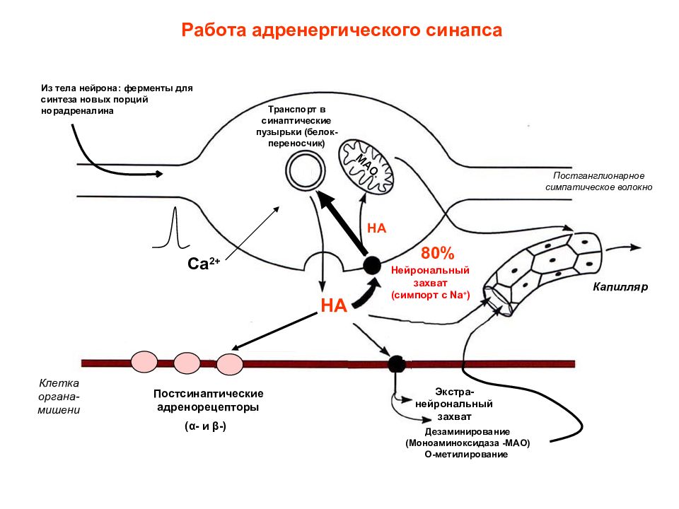 Рецепторы синапса. Схема передачи импульса в адренергическом синапсе. Синапсы вегетативных ганглиев. Строение адренергического синапса фармакология. Нейромедиаторы адренергического синапса.