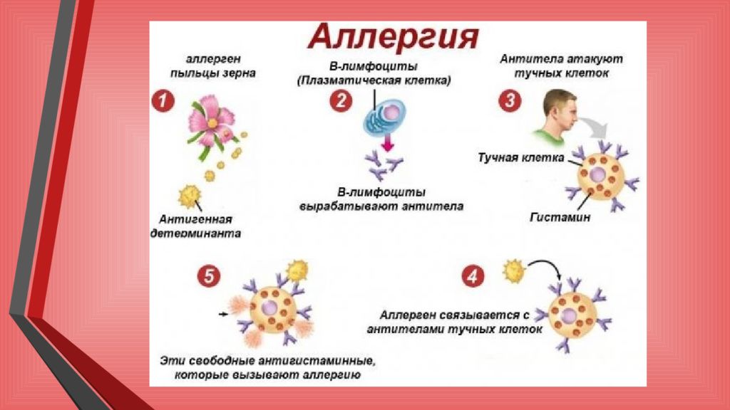 Стол при аллергических заболеваниях