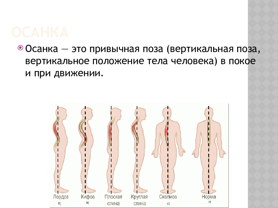 Вертикальное положение тела. Вертикальное положение тела человека в покое. Привычное положение тела человека в покое и при движении. Вертикальное положение туловища.