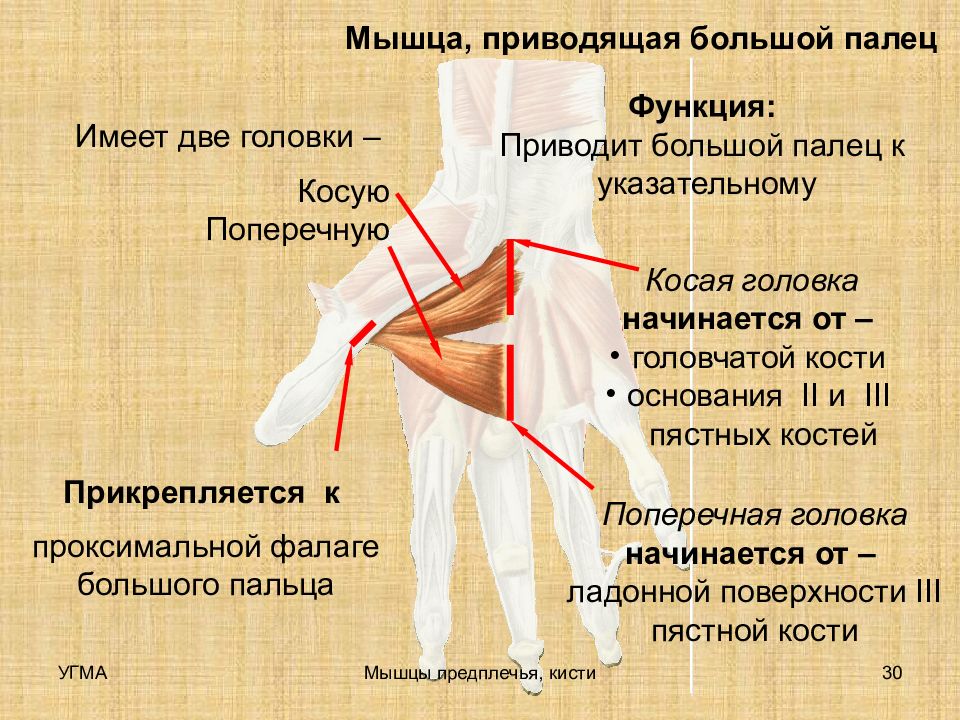 Мышцы большого пальца. Мышца приводящая большой палец руки. Приводящая большой палец кисти. Мышцы приводящие кисть. Короткая мышца приводящая большой палец.