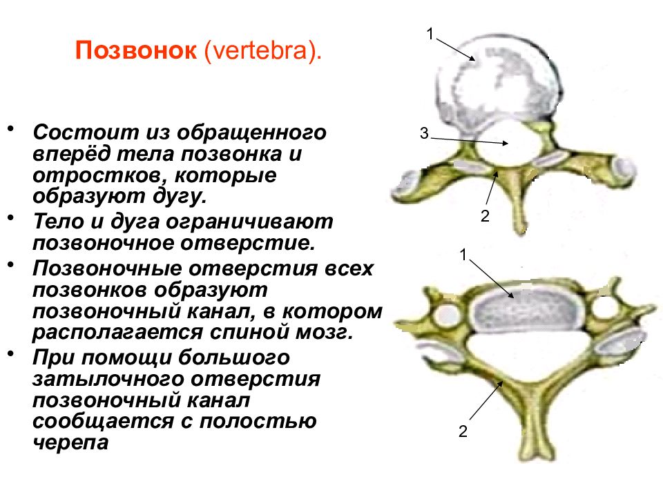 Отростки позвонков. Позвонок состоит из тела дуги и отростков. Тело позвонка и Позвоночный канал. Дуги позвонков образуют. Позвонки состоят из тела дуги и.