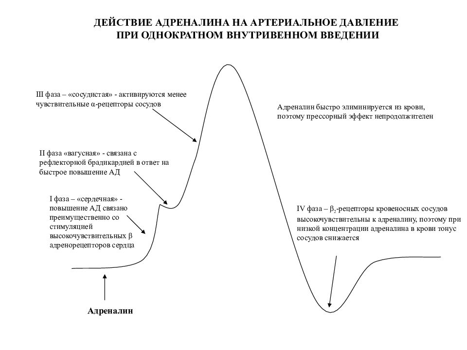 Адреналин влияние. Влияние адреналина на артериальное давление фазы. Влияние норадреналина на артериальное давление. Влияние адреналина и норадреналина на артериальное давление. Норадреналин действие на давление.