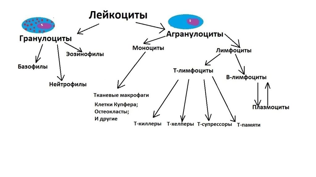 Виды лейкоцитов. Функциональная классификация лимфоцитов. Схема образования лейкоцитов. Лейкоциты иммунитет схема. Функции лимфоцитов схема.