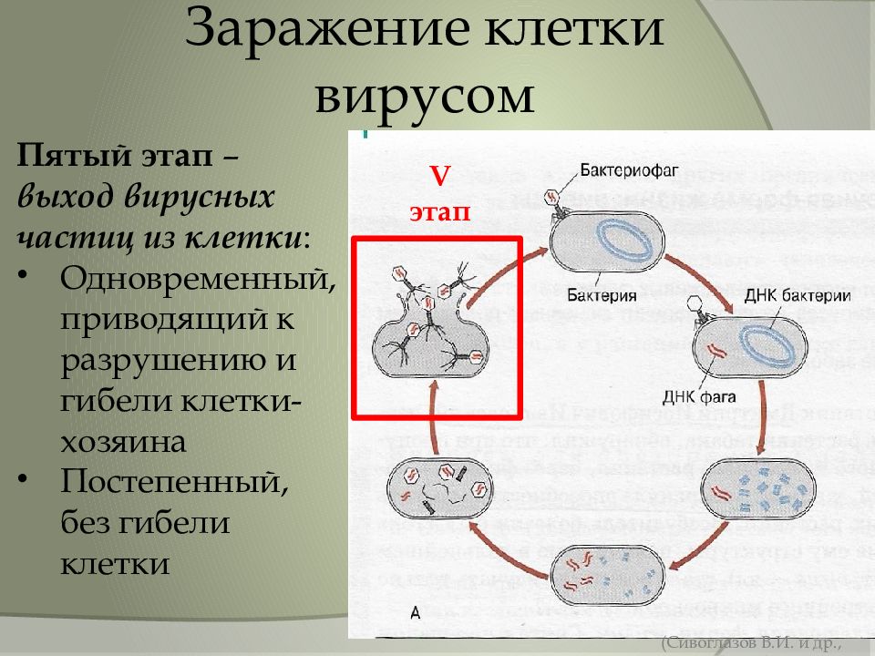 Вирус клетка хозяина. Заражение клетки вирусом. Этапы заражения вирусом клетки. Выход вирусных частиц из клетки. Этапы инфицирования вирусом.