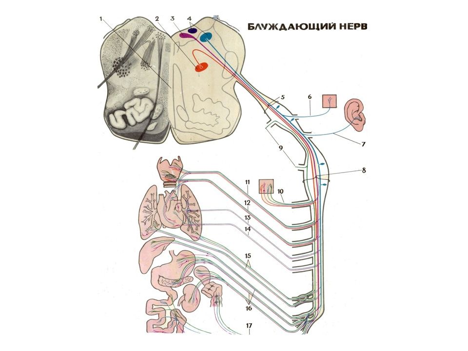 Блуждающий нерв анатомия схема