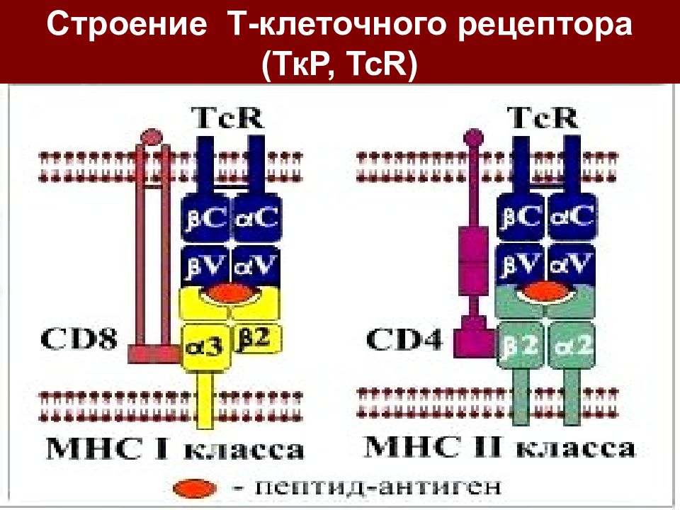 Стр т. Строение в клеточного рецептора. Строение б клеточного рецептора. Структура в клеточного рецептора. Структура b клеточного рецептора.