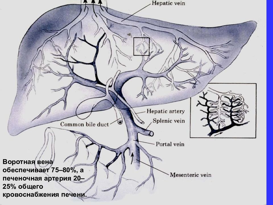 Воротная артерия печени. Печеночная артерия и Вена. Кровоснабжение печени. Печеночная артерия у мышей.