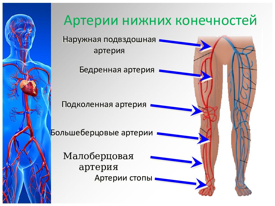 Венозная система анатомия презентация