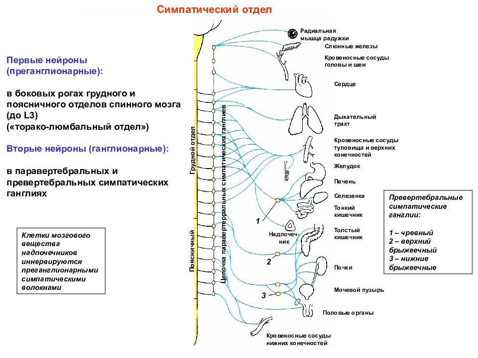 Вегетативные части тела. Симпатическая нервная система нервной системы это. Схема строения симпатической части вегетативной нервной системы. Симпатический отдел вегетативной нервной системы. Ганглии и центры симпатической нервной системы.