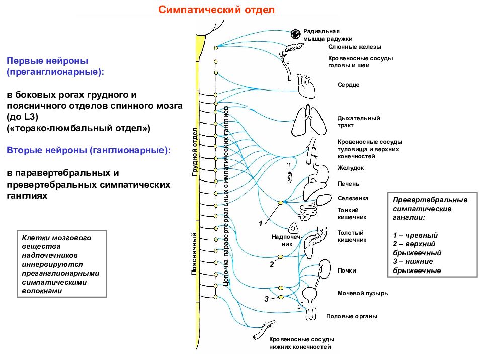 Первые нейроны. Центральный отдел парасимпатической нервной системы схема. Симпатическая нервная система строение анатомия. Симпатическая нервная система схема. Симпатическая часть вегетативной нервной системы схема.