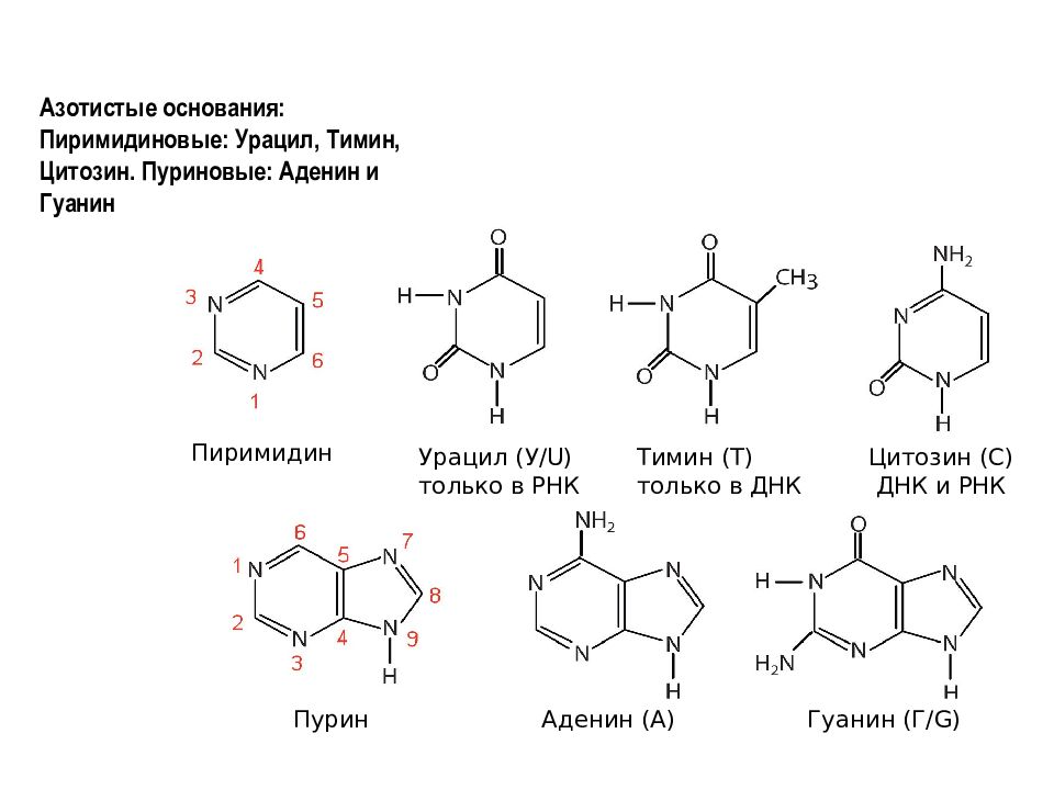Рнк содержит тимин. Таблица гуанин цитозин Тимин РНК ДНК. Пуриновые и пиримидиновые основания ДНК И РНК. Аденин гуанин цитозин Тимин урацил комплементарность таблица. Аденин гуанин цитозин Тимин урацил таблица.