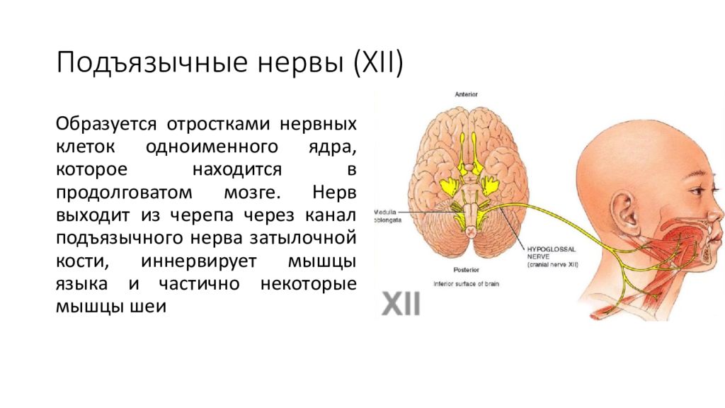 Подъязычный нерв презентация