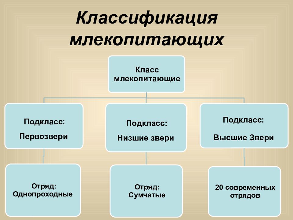 Схема многообразие млекопитающих 7 класс