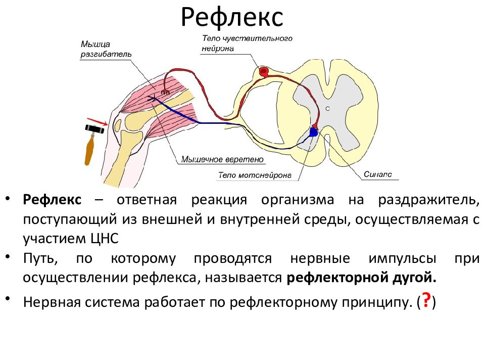 Примеры нервных рефлексов. Рефлекторная дуга путь анатомия. Рефлекс и рефлекторная дуга кратко. Мотонейроны в рефлекторной дуге. Рефлекс рефлекторная дуга анатомия.