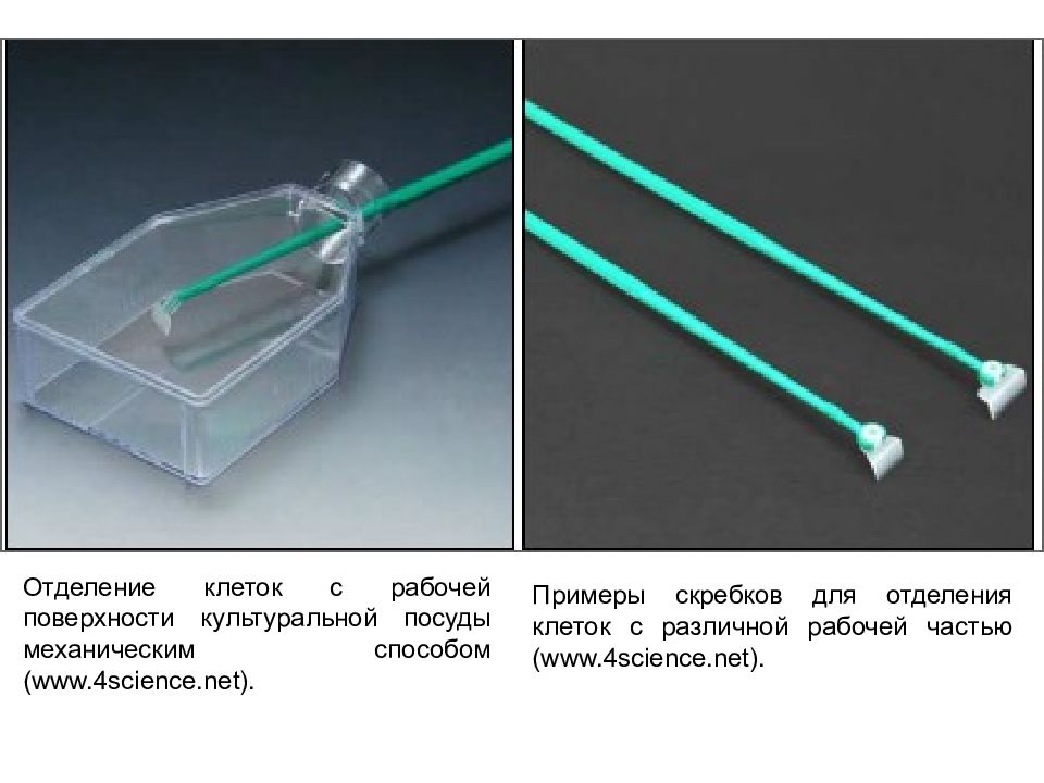 Science net. Скребок для клеток. Культура клеток. Презентация культура клеток. Отделение клетки.