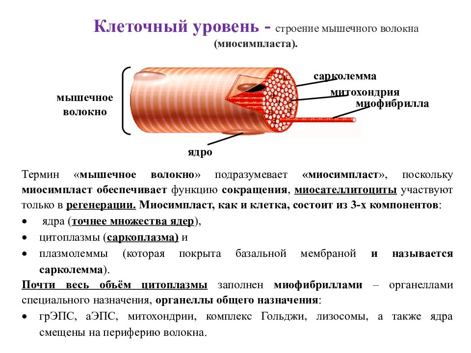 Мышечное волокно это. Мышечное волокно строение миосимпласта. Строение мышечного волокна сарколемма. Миосимпласт и миофибриллы. Гистология строение мышечного волокна волокна.