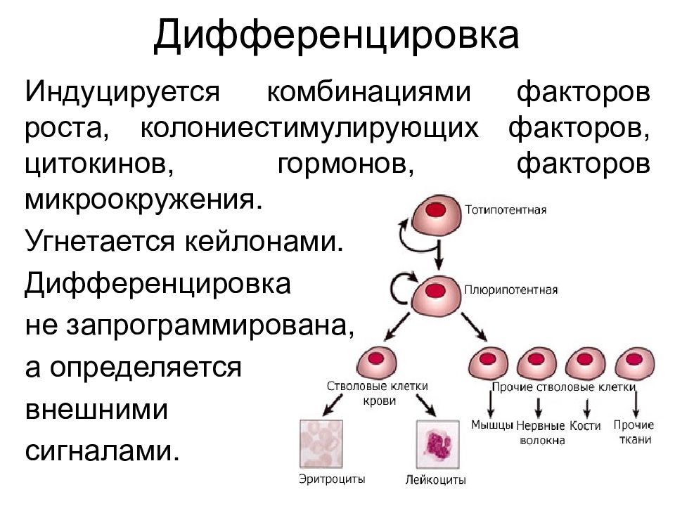 Стволовые клетки гистология презентация