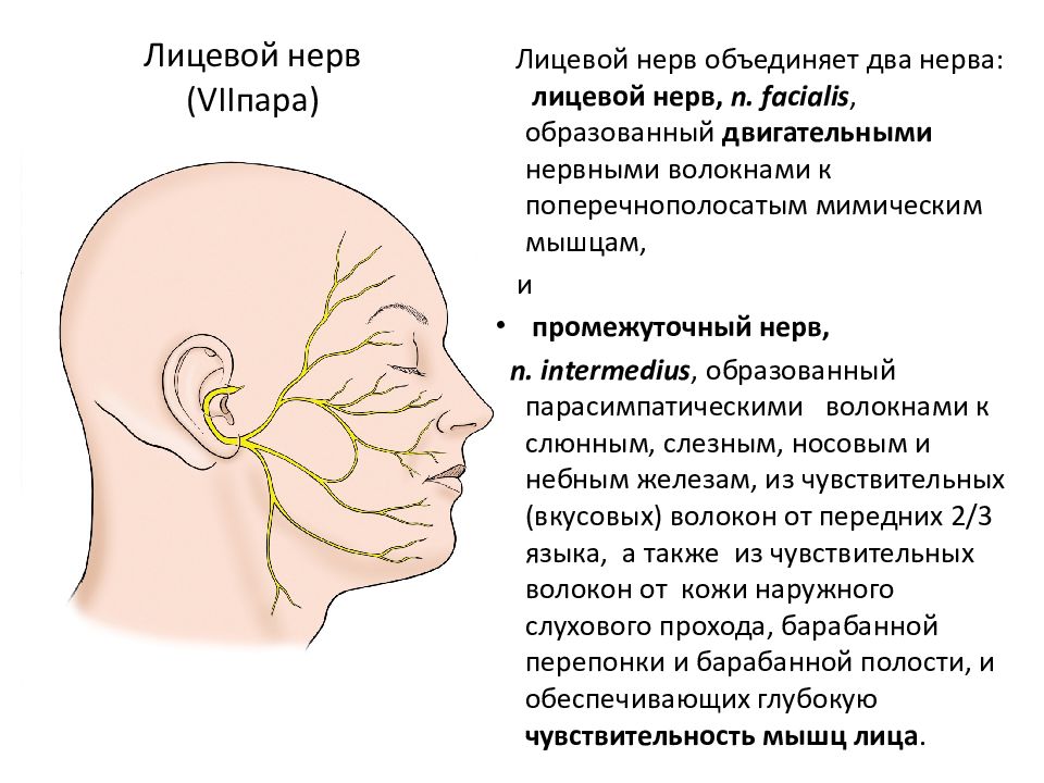 Лицевые нервы человека. Лицевой нерв. Расположение лицевого нерва. Лицевой нерв анатомия.