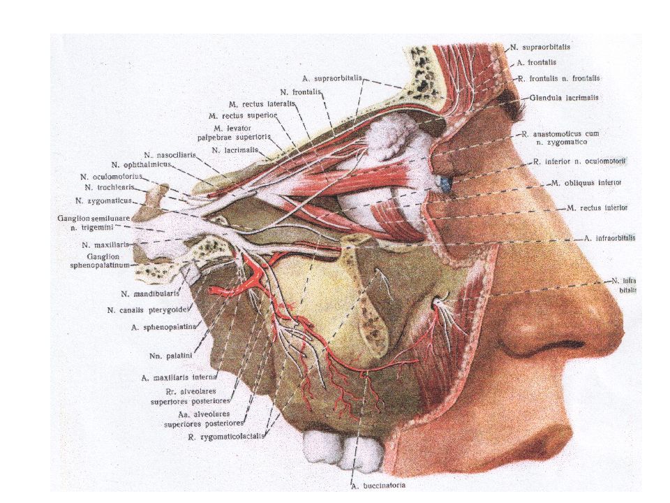 Анатомия лицевого. Лицевой отдел головы топографическая анатомия послойное строение. Подглазничная область топографическая анатомия. Лицевой отдел головы топографическая анатомия щечная область. Топографическая анатомия нервы головы.