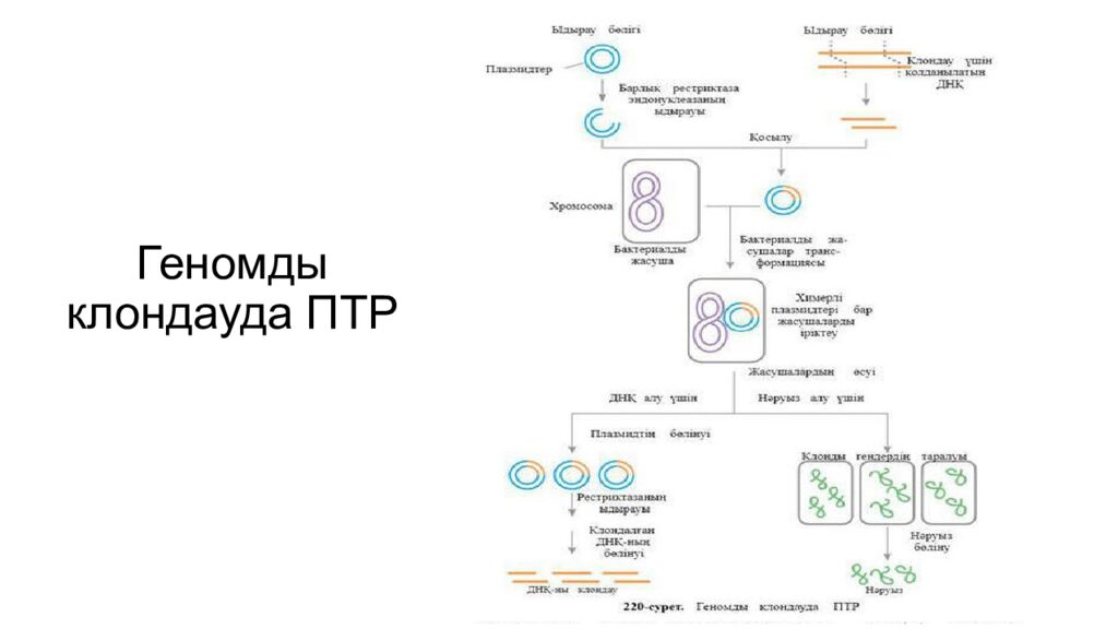 Геномды клондауда ПТР