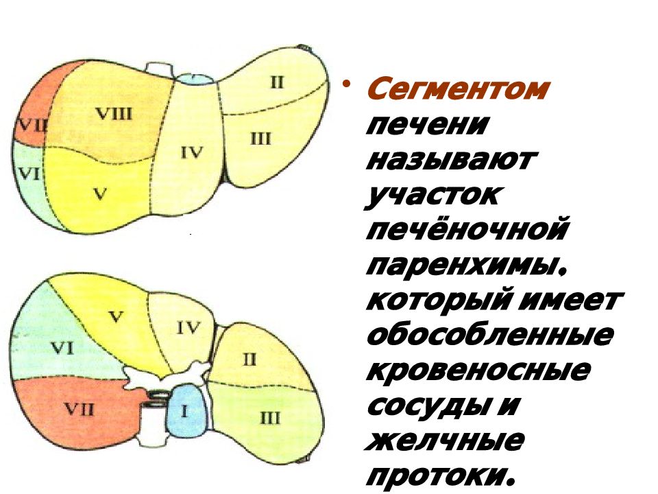 3 доли печени. Сегментарное строение печени схема. Сегменты левой доли печени схема. Доли и сегменты печени анатомия. Топографическая анатомия сегментов печени.