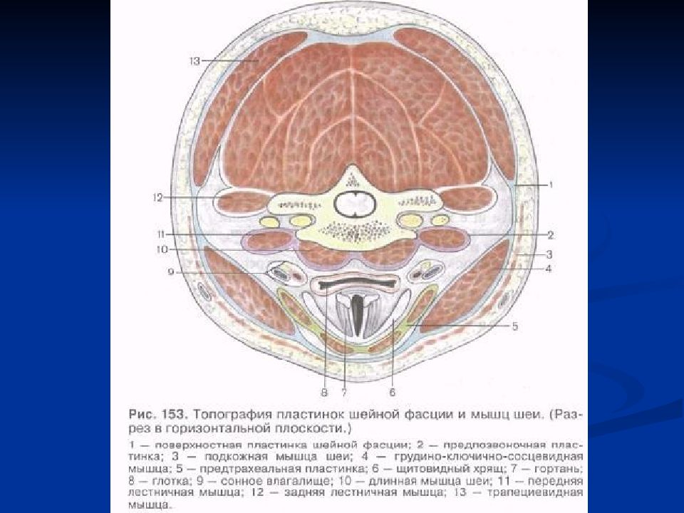 Фасции шеи схема